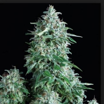 Семена конопли Auto AK-47 Feminised Silver - 500 шт